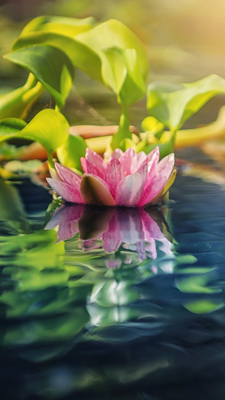 Download Nature Pink Flower Flower Lotus Phone Wallpaper
