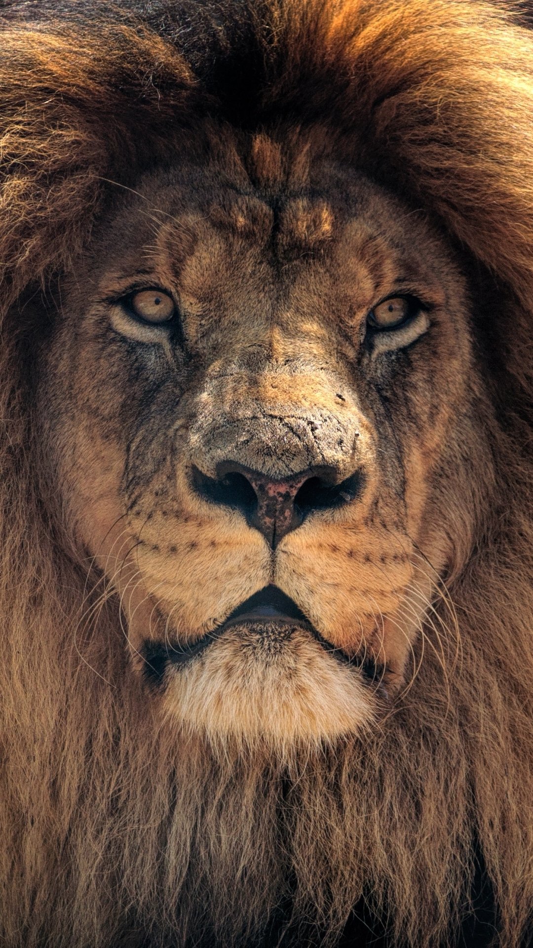 Phone wallpaper: close-up portrait of a male lion (animal) with a full mane and an intense, penetrating gaze filling the frame.