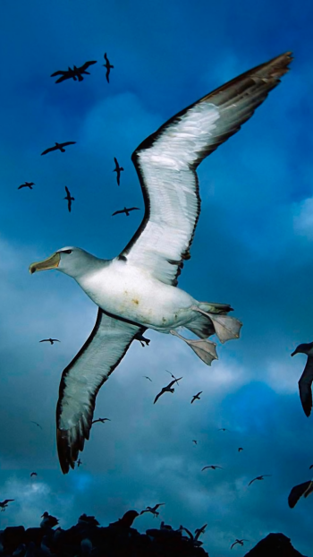  Flying Seagulls
