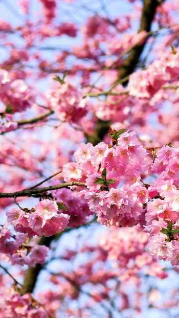 spring cherry blossom nature blossom Phone Wallpaper