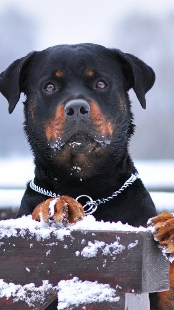snow winter fence dog muzzle Animal rottweiler Phone Wallpaper