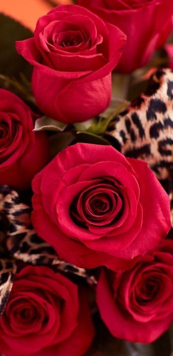  Red Roses