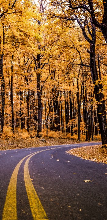 fall forest man made road Phone Wallpaper