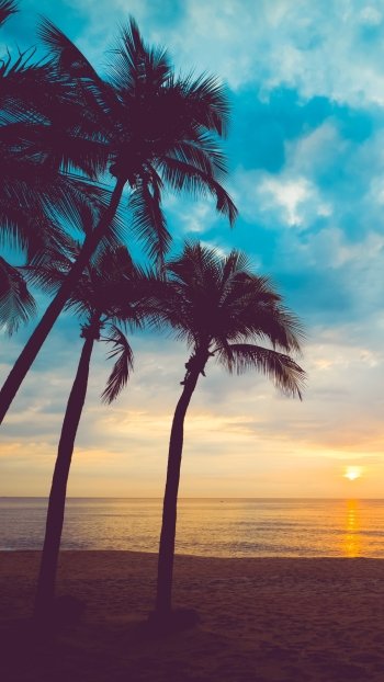 Phone wallpaper showing silhouetted palm trees against a cloudy sky and glowing ocean horizon at sunset, highlighting tranquil coastal nature.