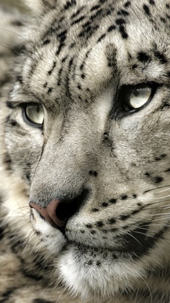 Animal snow leopard Phone Wallpaper