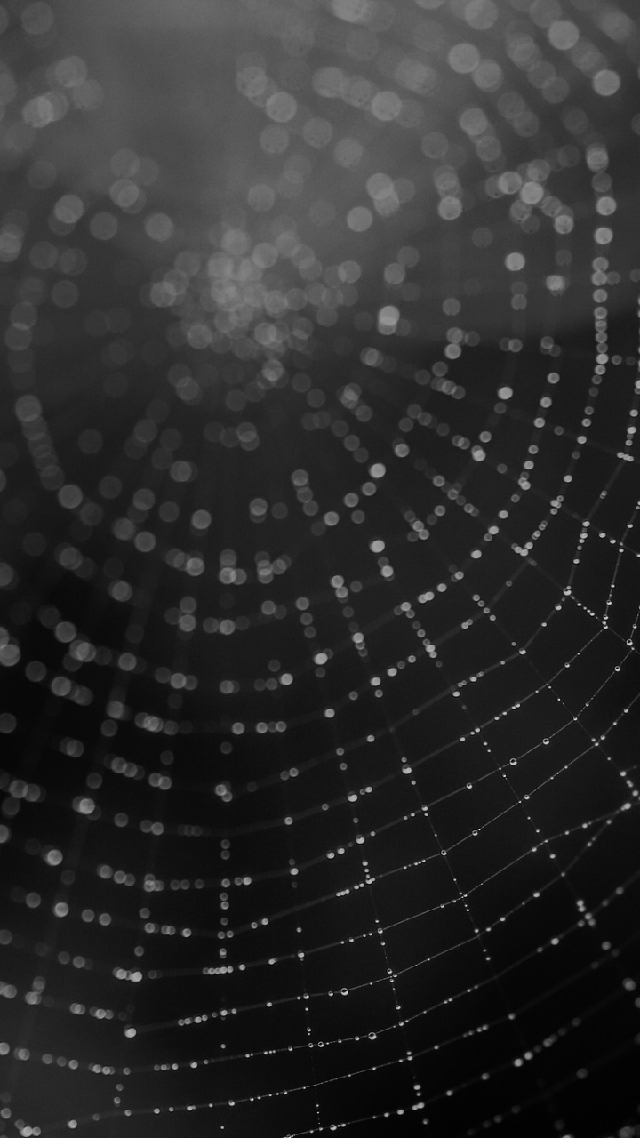 Halloween Spider Web HD Background Wallpaper 34782 - Baltana