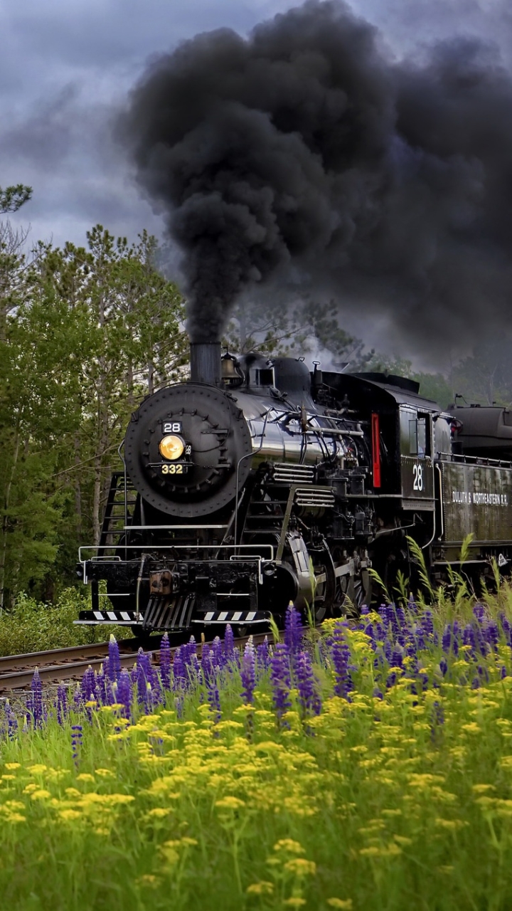 Steam Train Riding through a Field of Lupines by Karen Hunnicutt