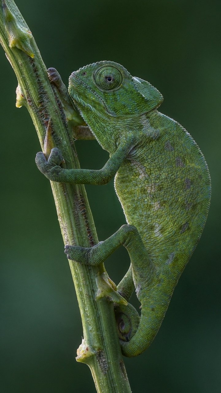 Download Reptile Lizard Animal Chameleon Phone Wallpaper