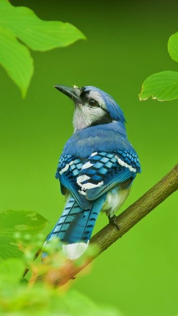  Blue Jay on Tree Branch
