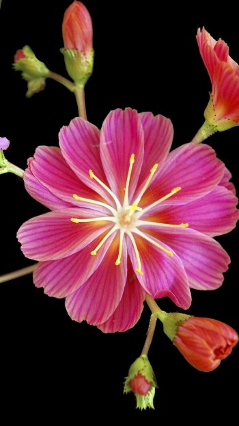 pink flower purple flower earth nature flower Phone Wallpaper