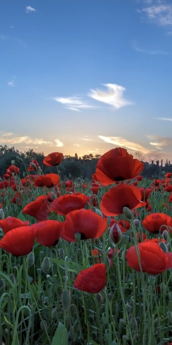 summer red flower flower nature poppy Phone Wallpaper