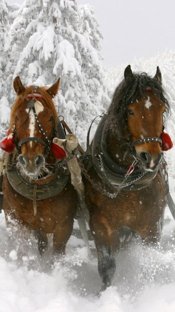 Phone wallpaper of two harnessed horses plunging through deep snow beneath snow-laden evergreens — a wintry animal scene.