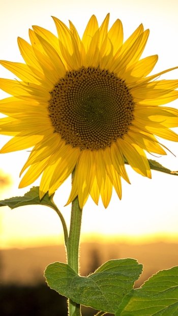 summer yellow flower flower nature sunflower Phone Wallpaper