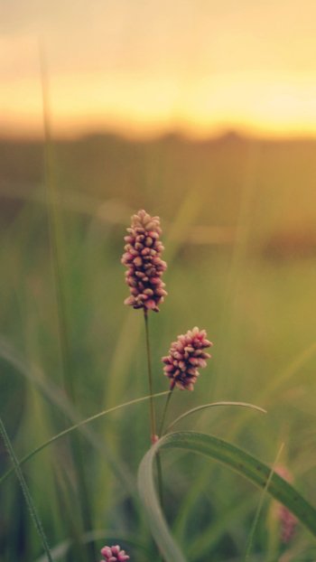 nature grass Phone Wallpaper