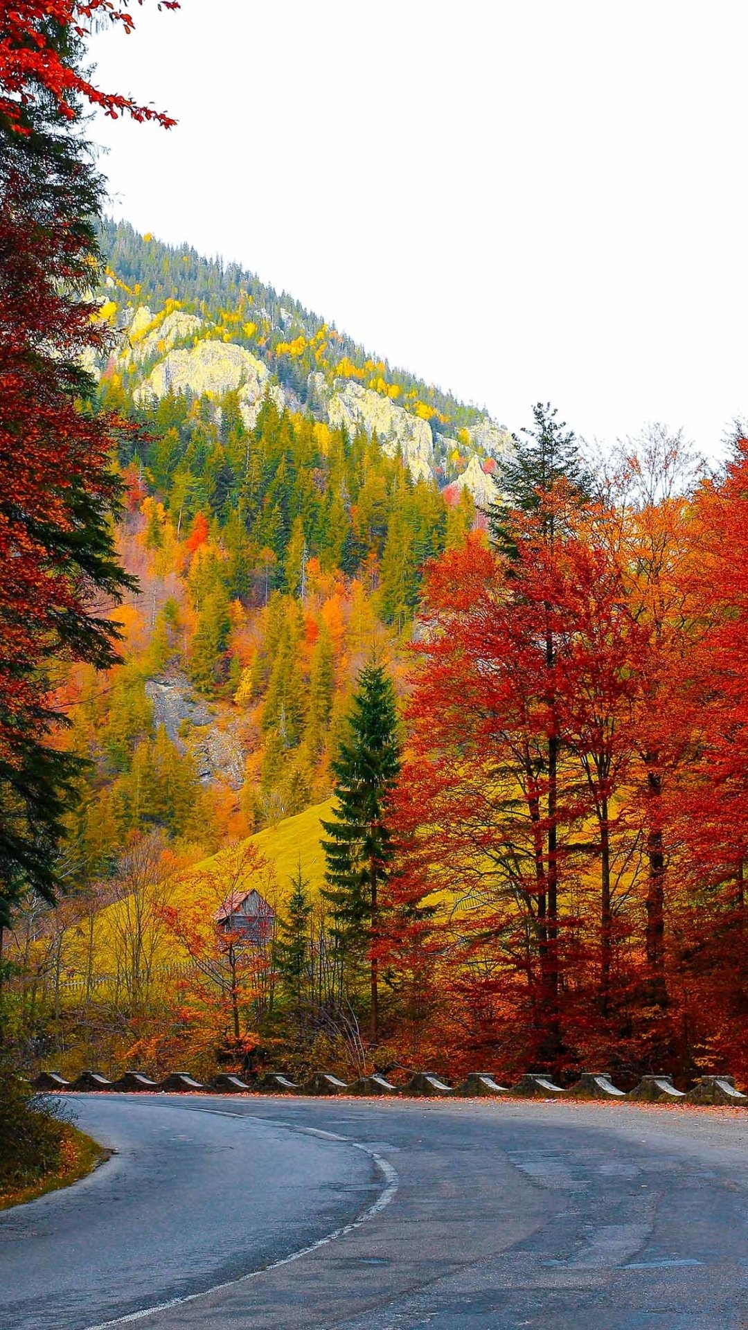Phone wallpaper of a winding man-made road cutting through vibrant fall foliage with evergreen-covered mountains rising in the background.
