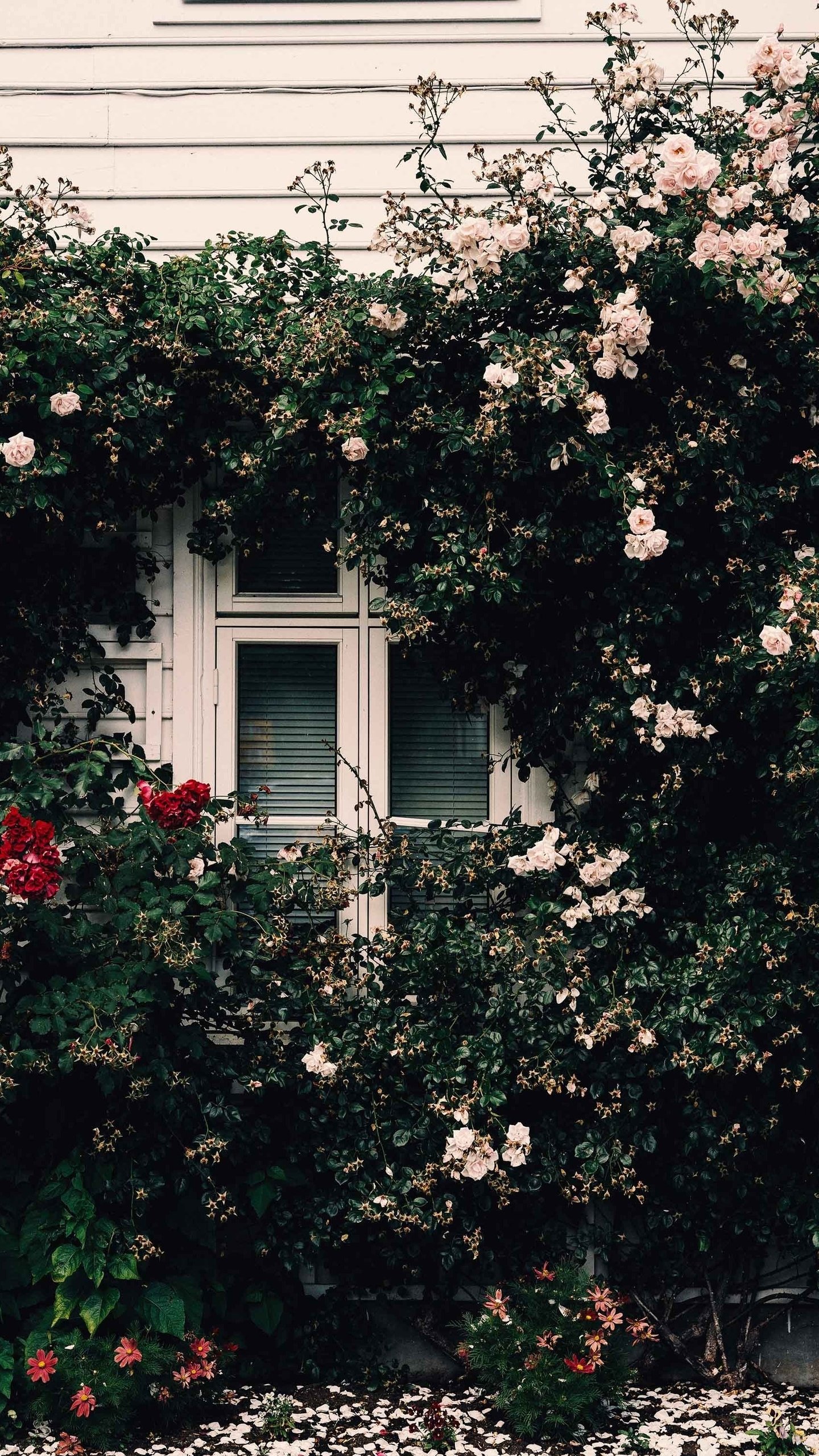 Download Man Made Window Phone Wallpaper