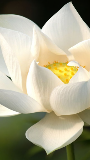  White Lotus
