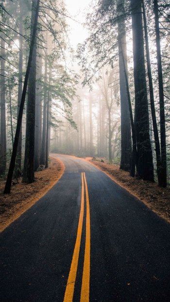 forest man made road Phone Wallpaper