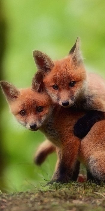 Animal fox Phone Wallpaper
