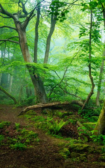  Misty Green Forest