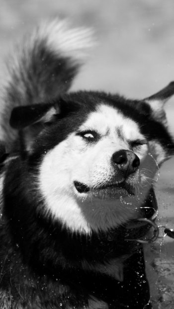Black & White muzzle dog Animal siberian husky Phone Wallpaper