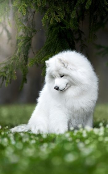 dog Animal samoyed Phone Wallpaper