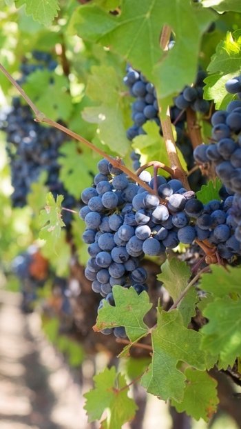 fruit sunny nature depth of field food grapes Phone Wallpaper
