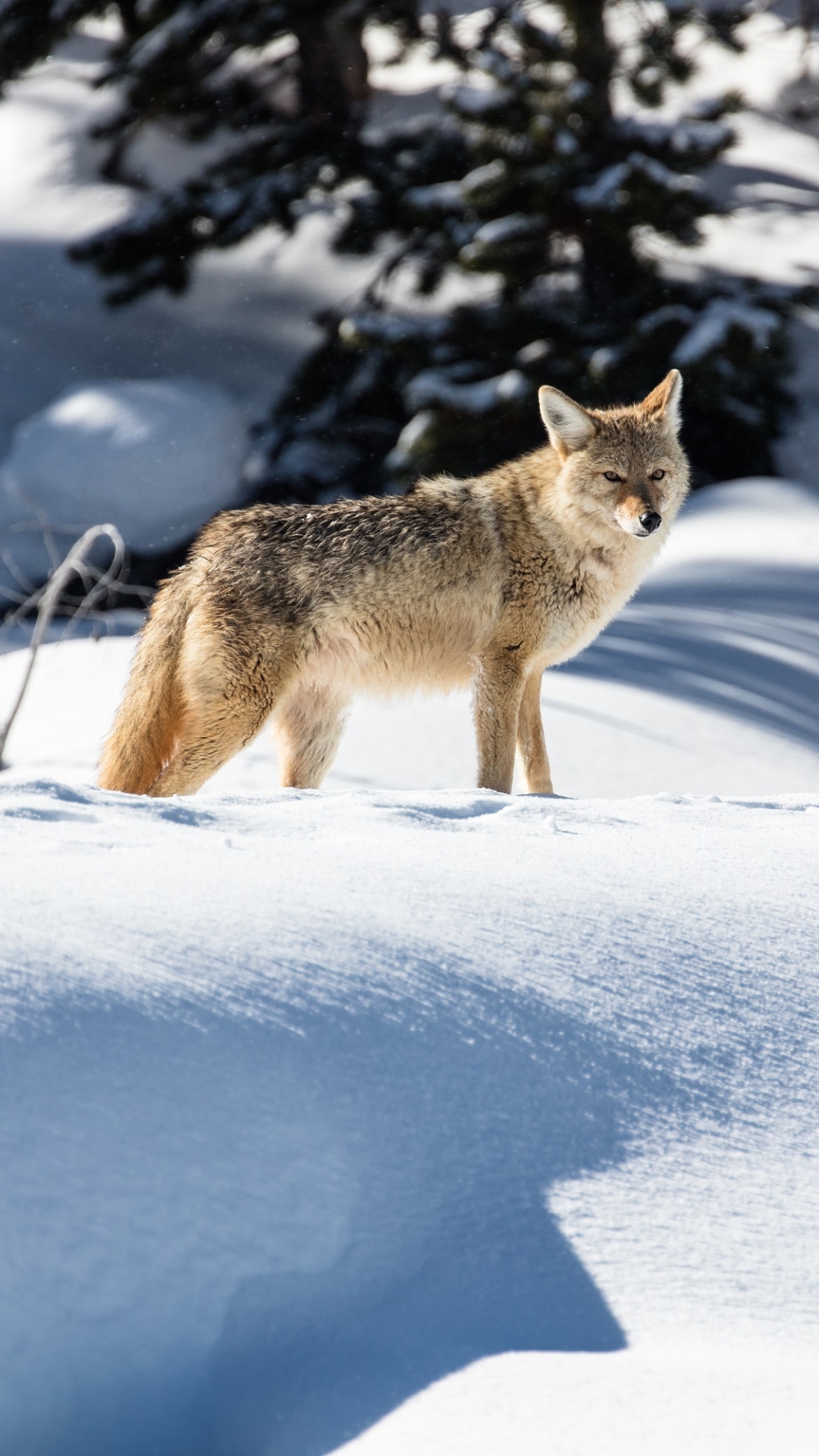 Coyote in Yellowstone National Park, Wyoming by skeeze