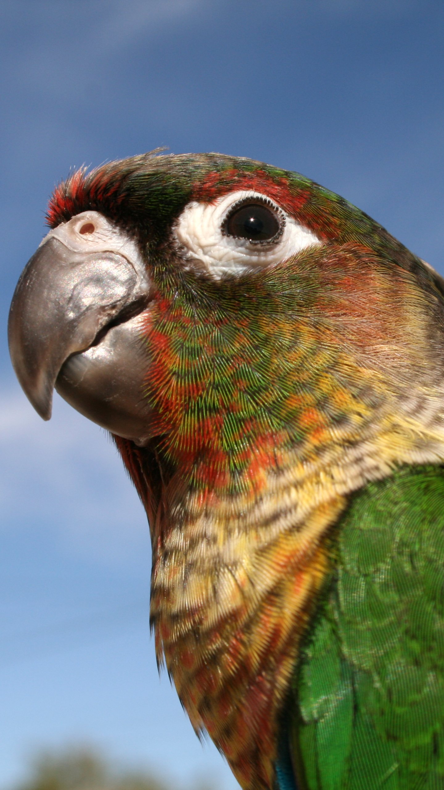 Conure Phone Wallpapers