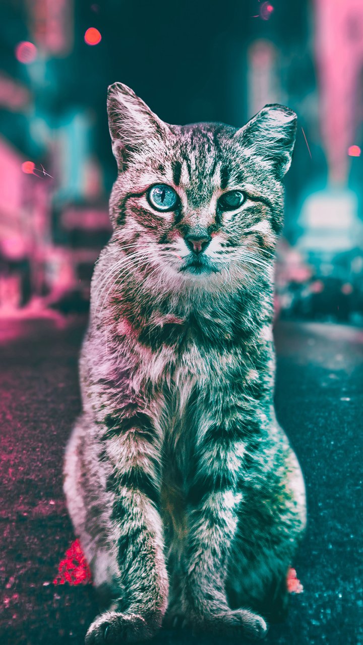 Phone wallpaper (iPhone & Android): a tabby cat (animal) sits on a neon-lit road, teal and magenta street lights blurred in the background.