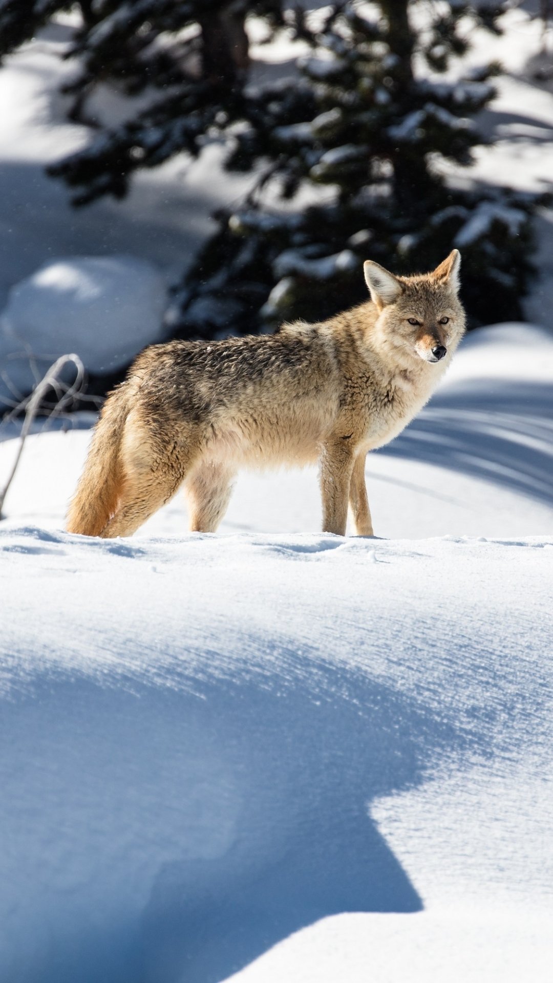 Download Snow Animal Coyote Winter Animals Phone Wallpaper