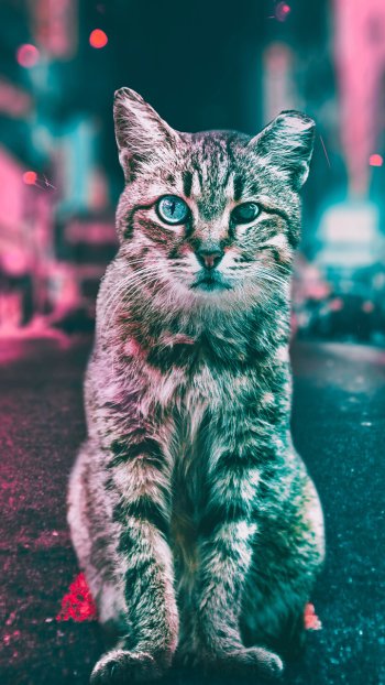 road light Animal cat Phone Wallpaper