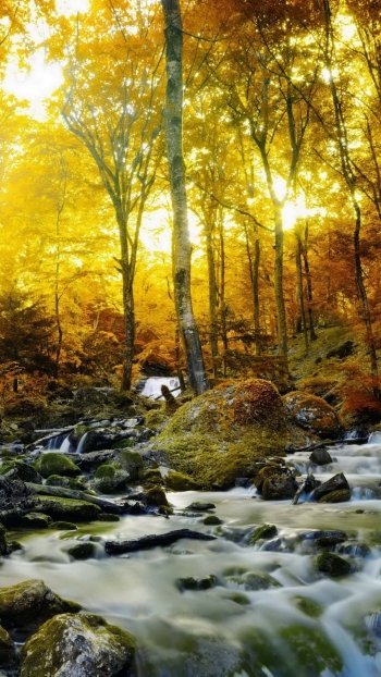 fall stone sunshine forest nature stream Phone Wallpaper