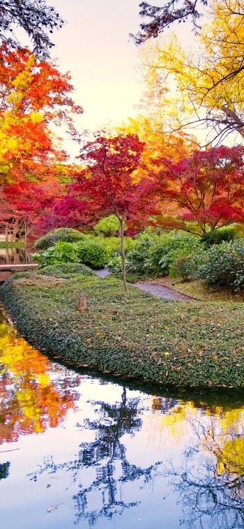 bush tree fall reflection pond nature photography park Phone Wallpaper