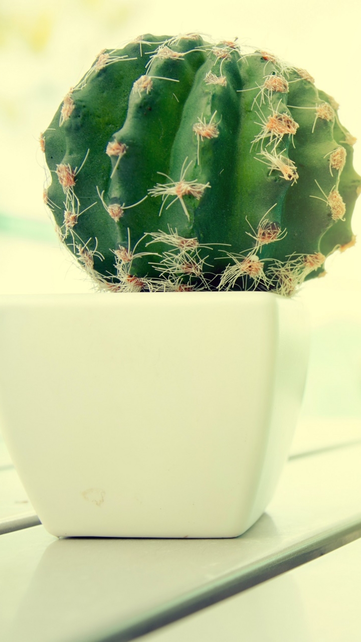Cactus Phone Wallpaper