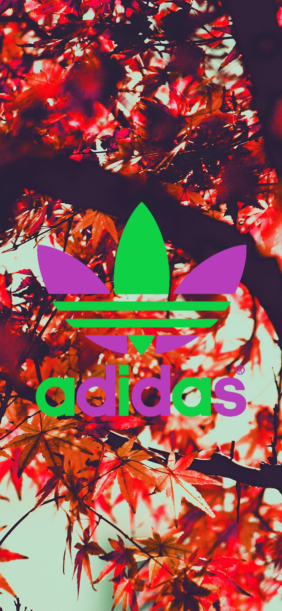 Autumn Leaves Adidas Background