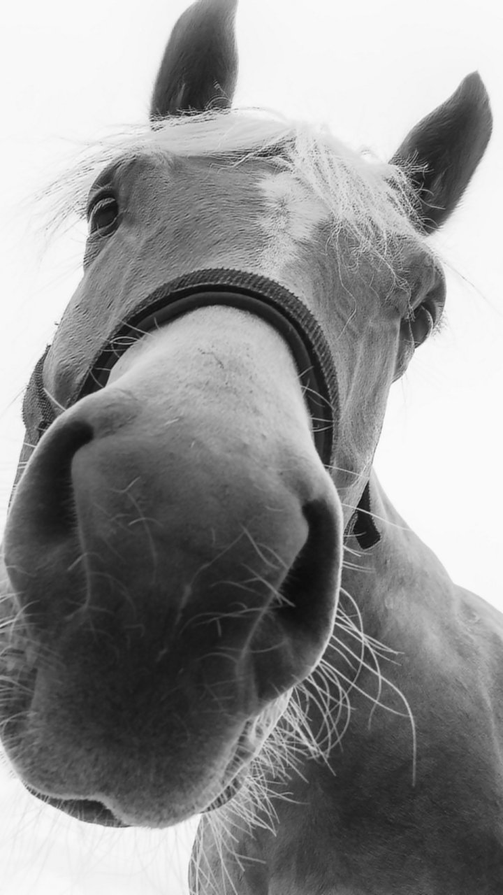 Download Stare Monochrome Close-up Animal Horse Phone Wallpaper