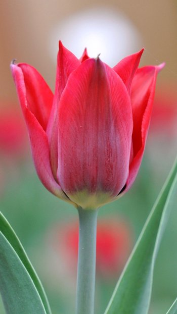 red flower close-up flower nature tulip Phone Wallpaper