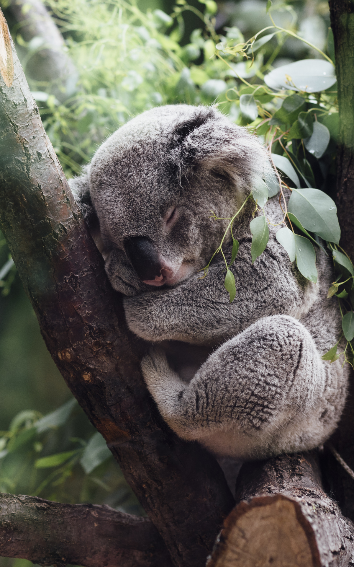 Koala Asleep in a Tree