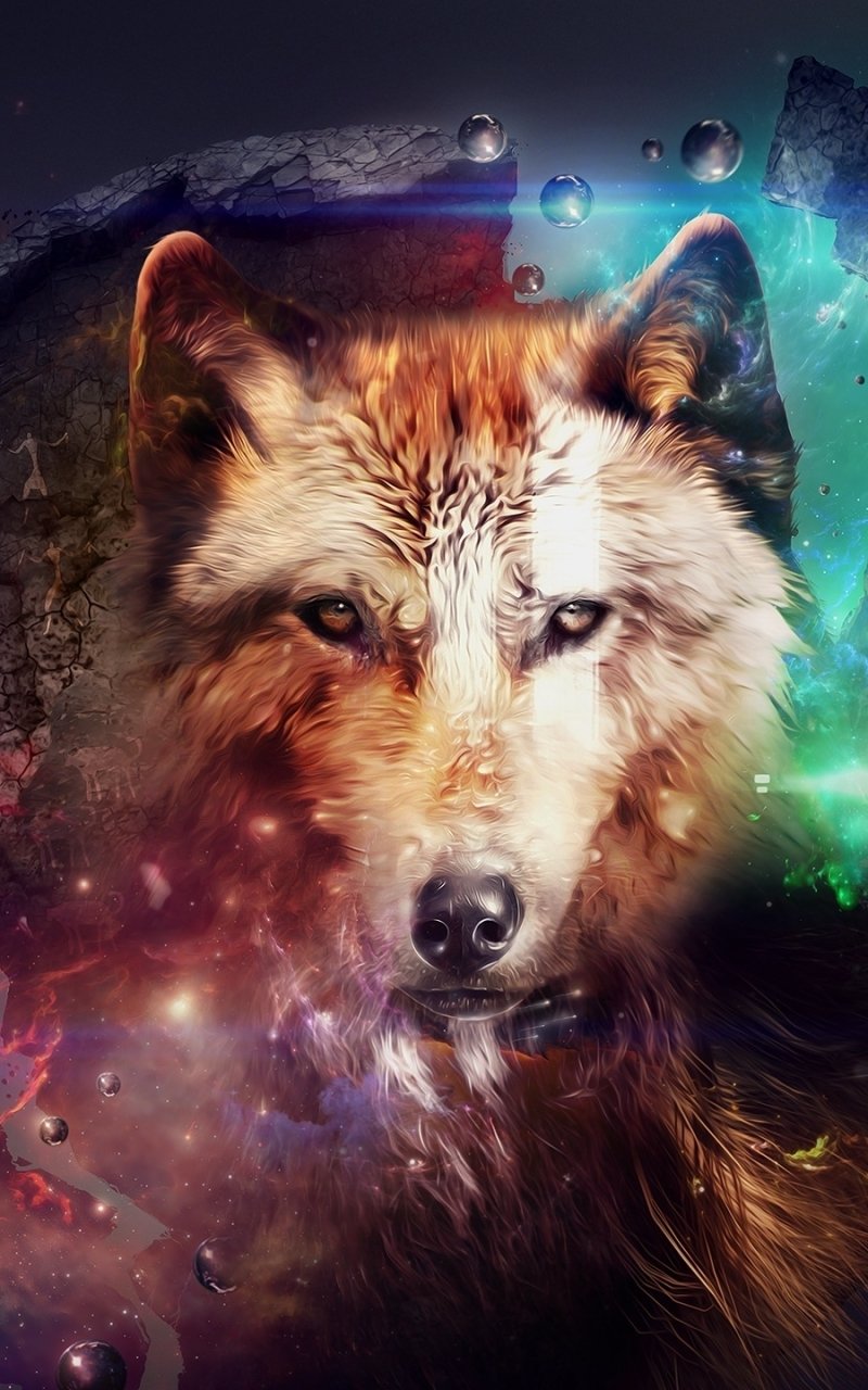 Download Animal Wolf Phone Wallpaper