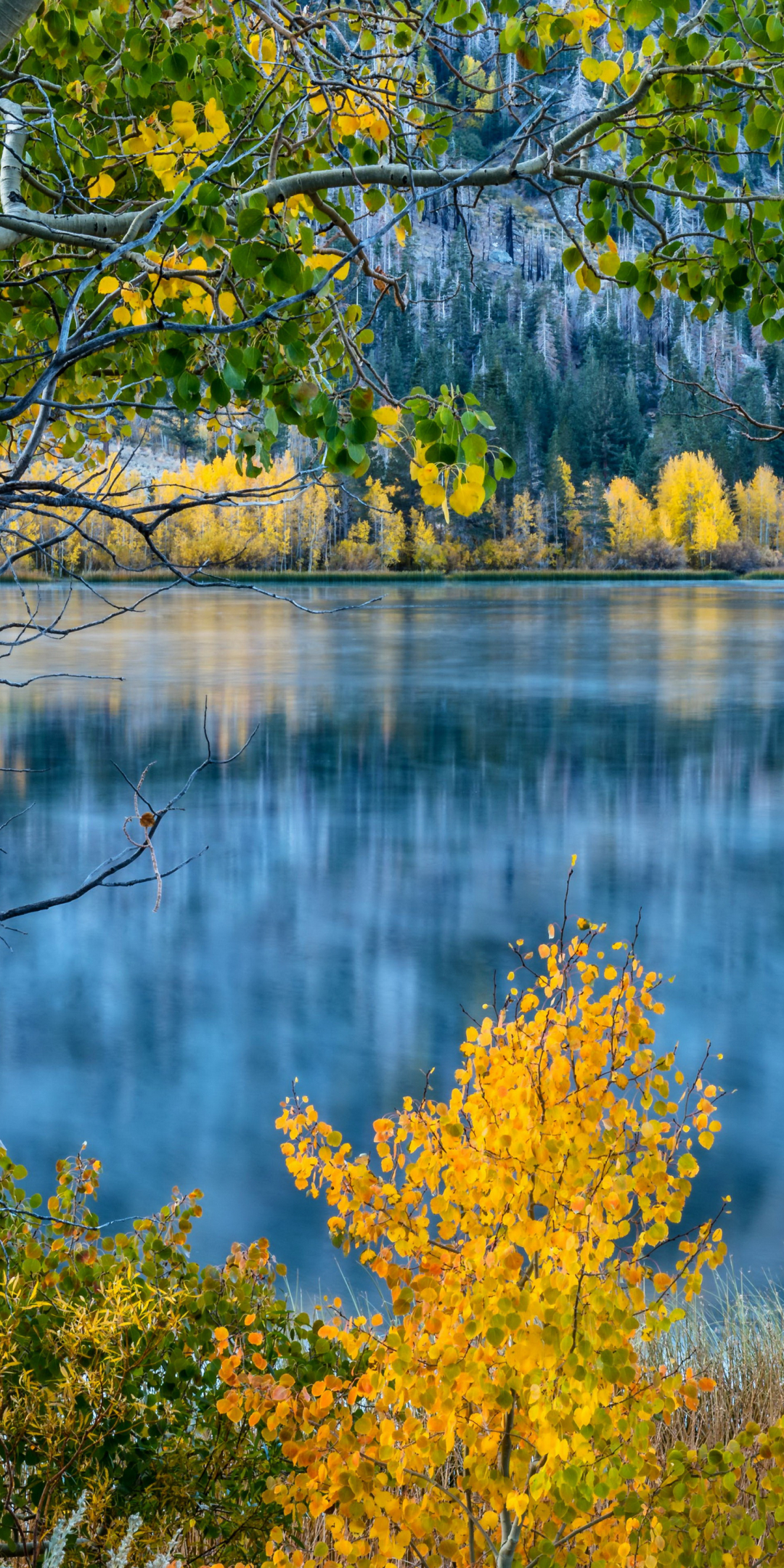 Birch Trees on Autumn Lake