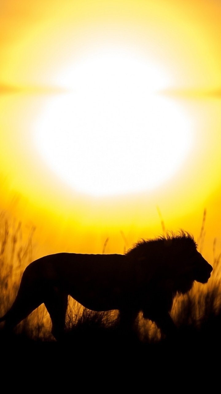 Phone wallpaper of a lion silhouette (animal) backlit by a blazing sun, tall grass rimmed in warm golden light.