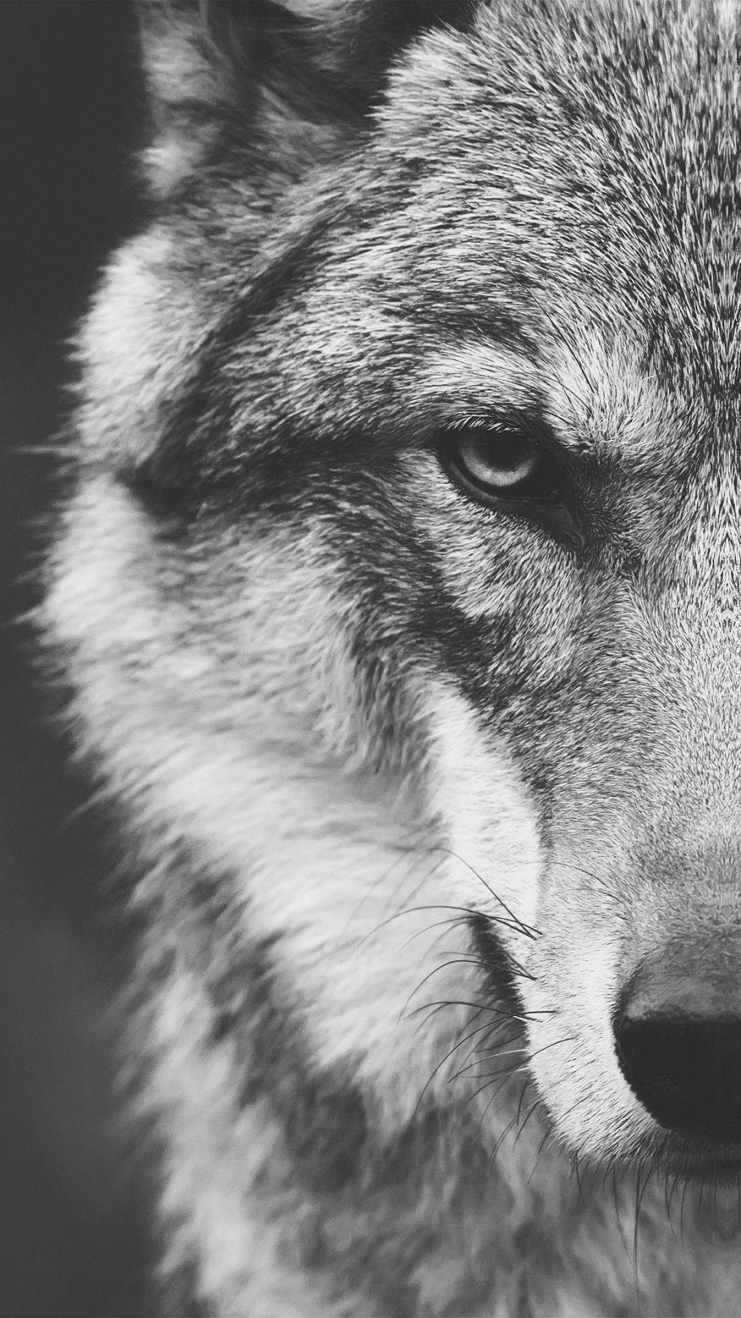 Close-up black and white image of a wolf's face, focusing on its intense stare and muzzle, designed as a phone wallpaper compatible with iPhones and Android devices.