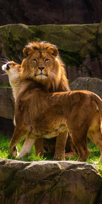 Animal lion Phone Wallpaper