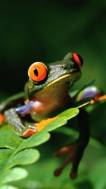 amphibian frog Animal red-eyed tree frog Phone Wallpaper