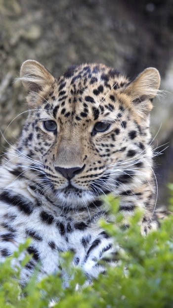 Animal leopard Phone Wallpaper