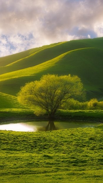 grass greenery hill nature tree Phone Wallpaper