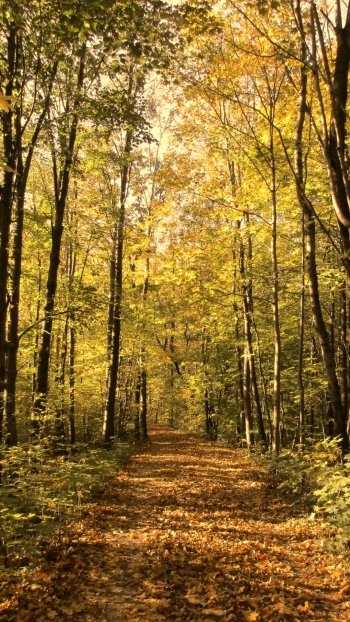 tree path nature fall Phone Wallpaper