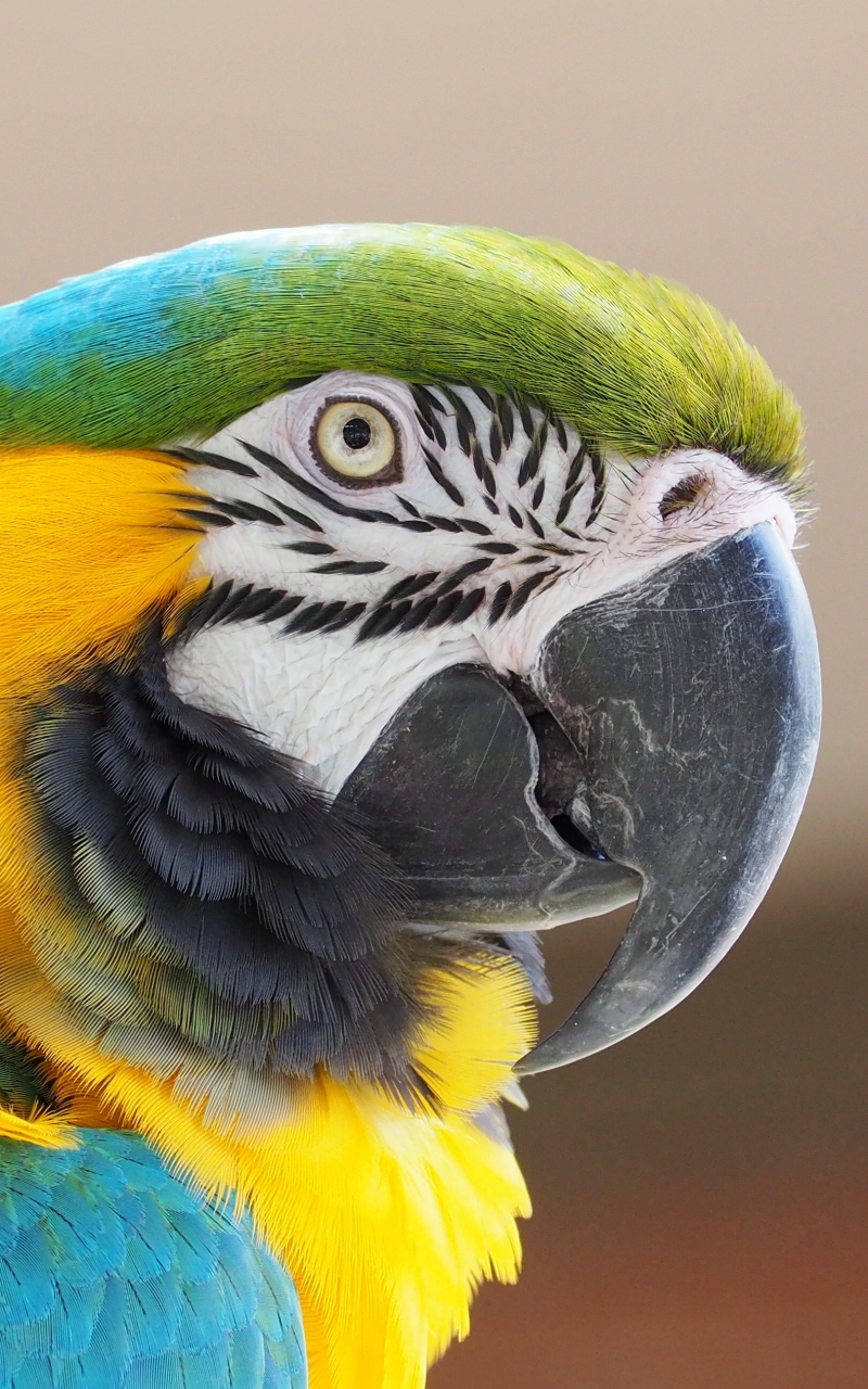 Close up of a blue and yellow Macaw by JakeWilliamHeckey