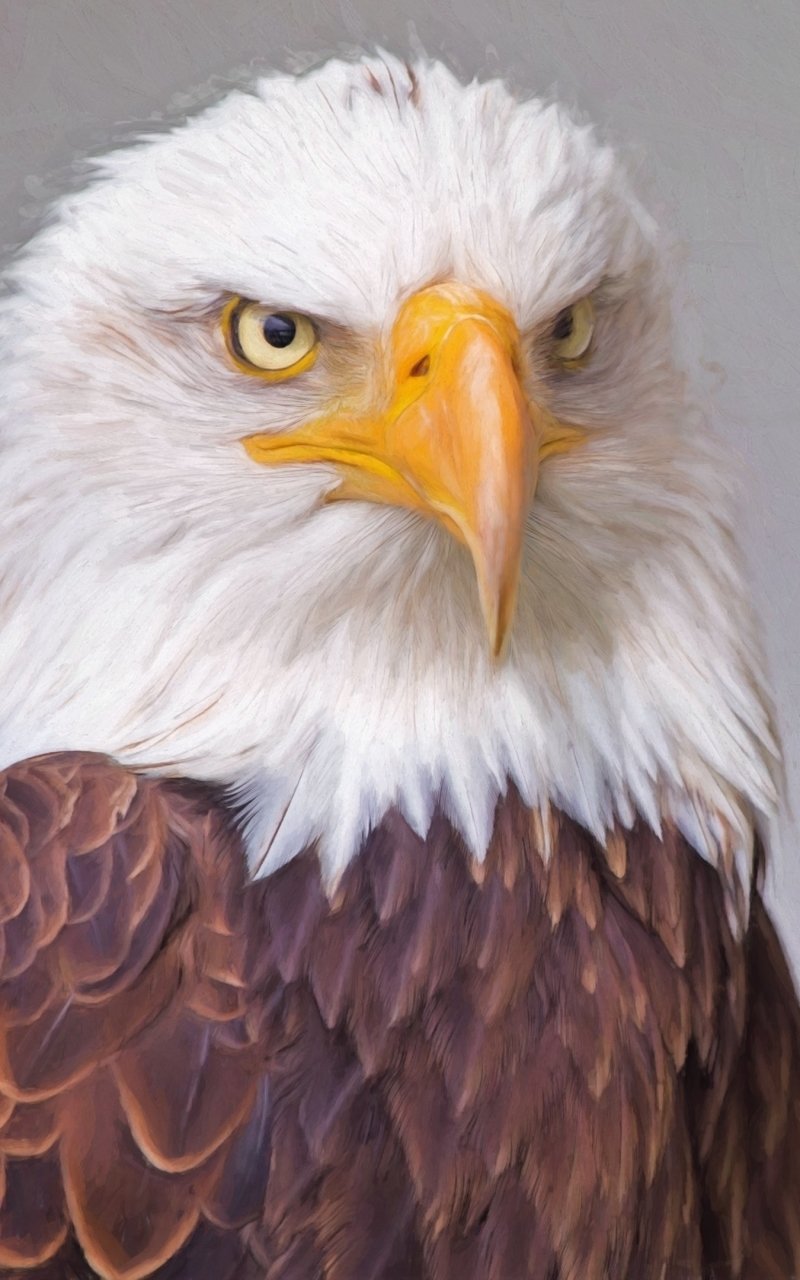 Download Eagle Bird Bird Of Prey Animal Bald Eagle Phone Wallpaper